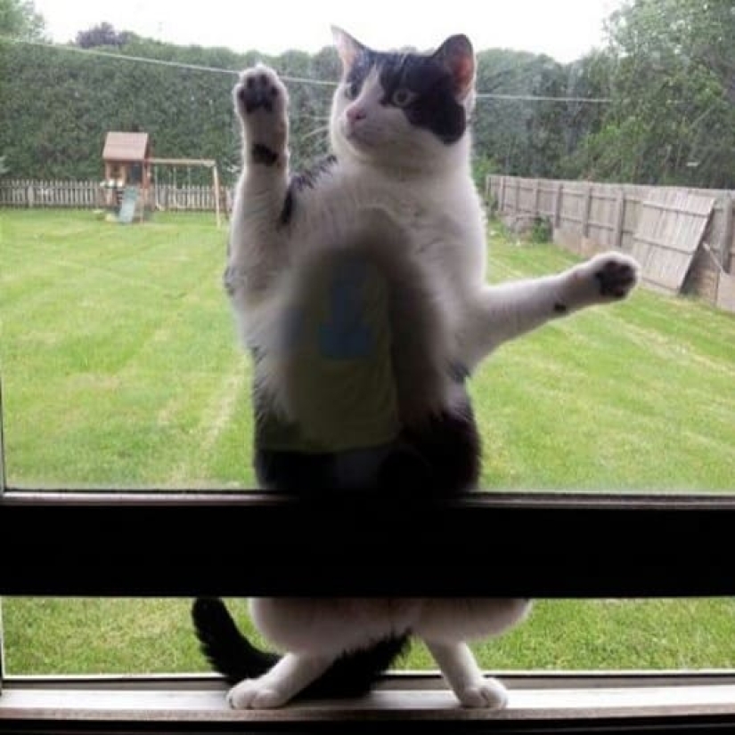 20 fotos de gatos haciendo de tontos y cosas graciosas 20 fotos de gatos haciendo de tontos y cosas graciosas