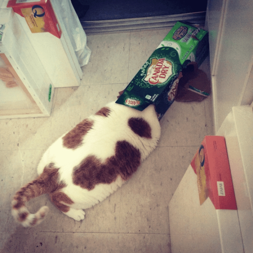 20 fotos de gatos haciendo de tontos y cosas graciosas 20 fotos de gatos haciendo de tontos y cosas graciosas