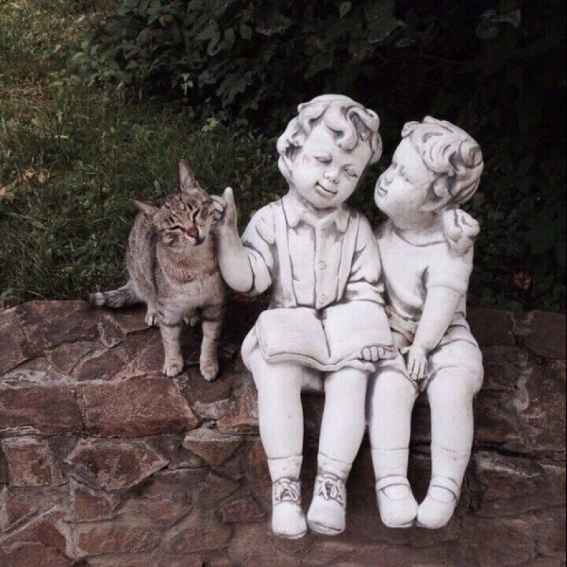 20 fotos de gatos haciendo de tontos y cosas graciosas 20 fotos de gatos haciendo de tontos y cosas graciosas