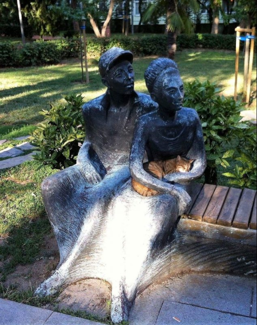 20 fotos de gatos haciendo de tontos y cosas graciosas 20 fotos de gatos haciendo de tontos y cosas graciosas