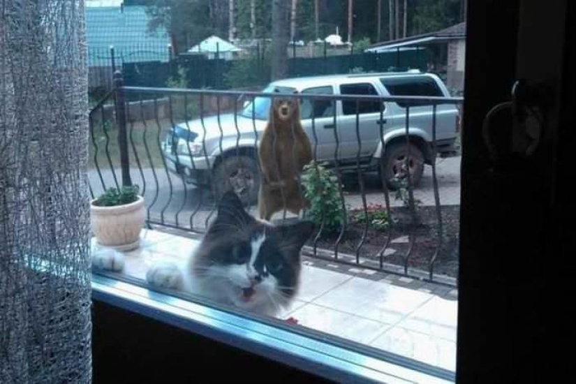 20 fotos de gatos haciendo de tontos y cosas graciosas 20 fotos de gatos haciendo de tontos y cosas graciosas