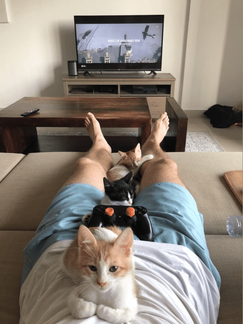 20 fotos de gatos haciendo de tontos y cosas graciosas 20 fotos de gatos haciendo de tontos y cosas graciosas