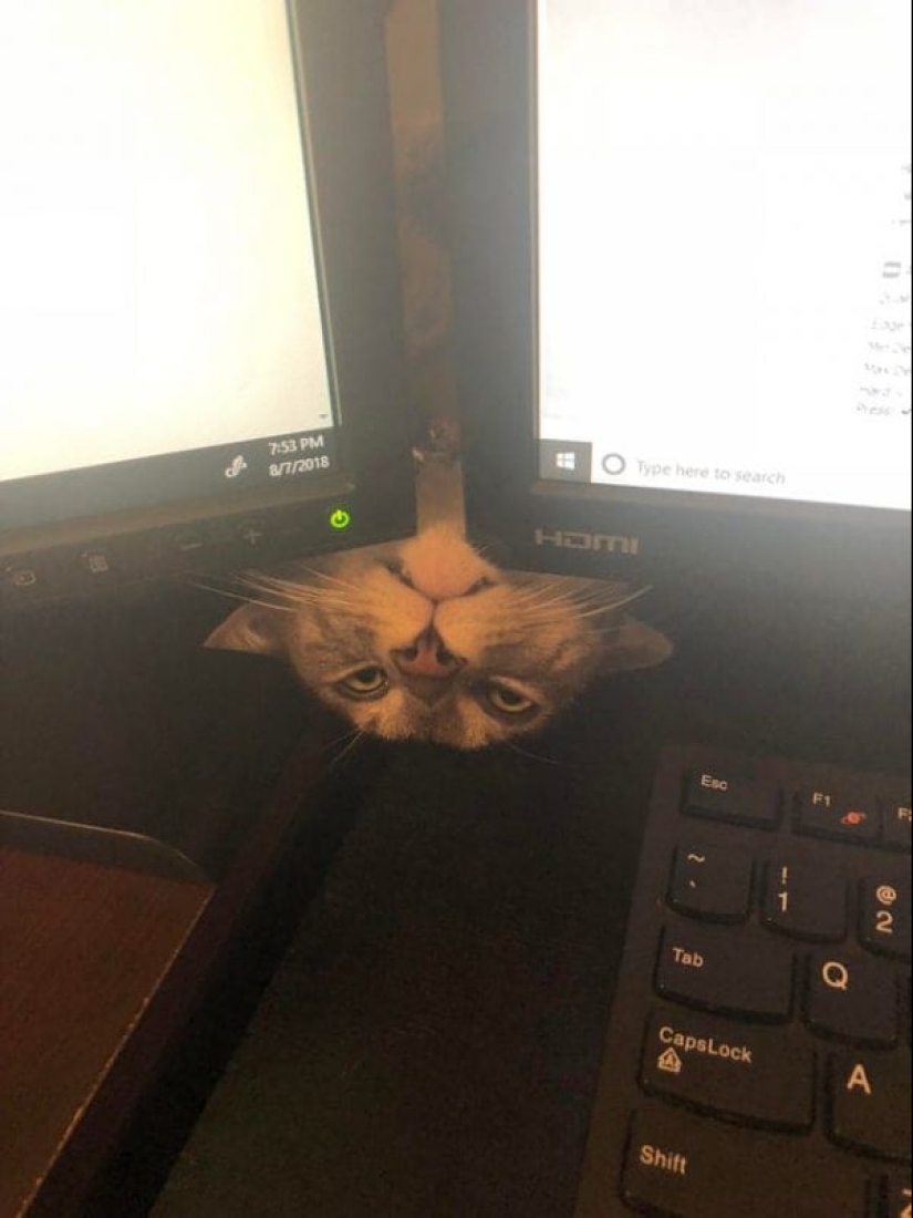 20 fotos de gatos haciendo de tontos y cosas graciosas 20 fotos de gatos haciendo de tontos y cosas graciosas