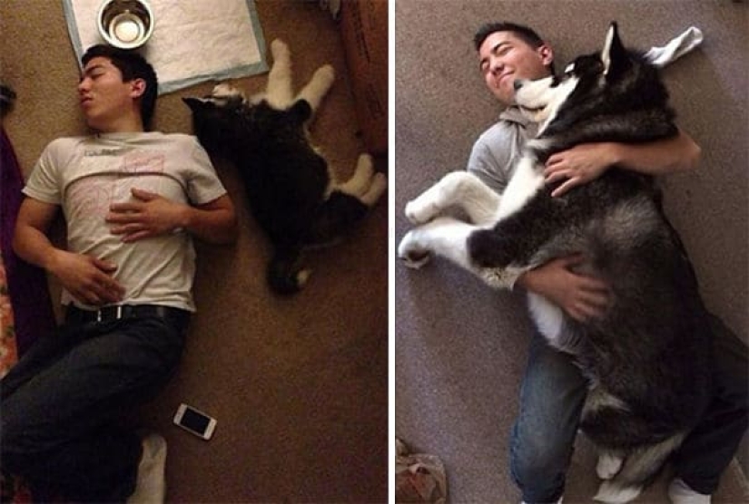 20 fotos de la encantadora Malamutes de Alaska que le levante el ánimo 20 fotos de la encantadora Malamutes de Alaska que le levante el ánimo