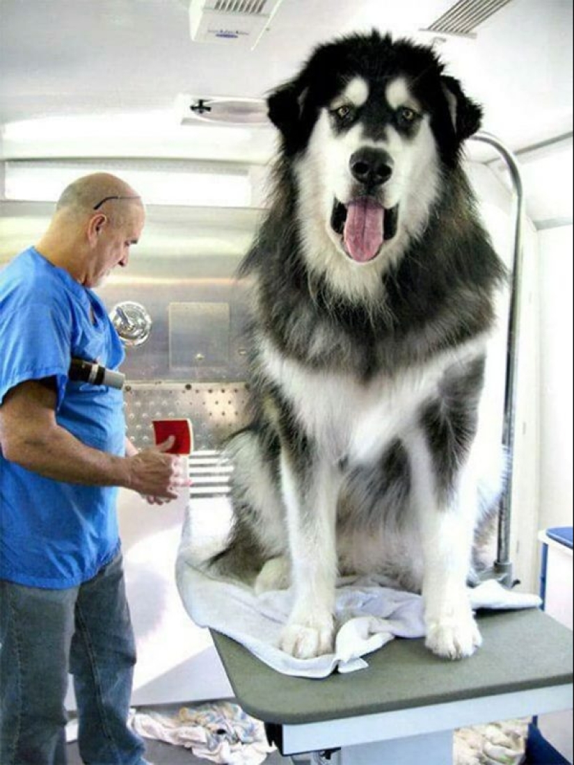 20 fotos de la encantadora Malamutes de Alaska que le levante el ánimo 20 fotos de la encantadora Malamutes de Alaska que le levante el ánimo