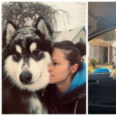 20 fotos de la encantadora Malamutes de Alaska que le levante el ánimo