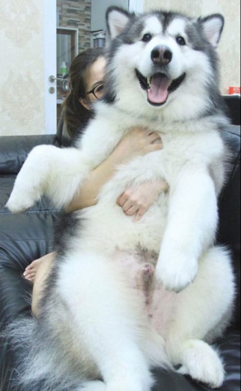 20 fotos de la encantadora Malamutes de Alaska que le levante el ánimo 20 fotos de la encantadora Malamutes de Alaska que le levante el ánimo