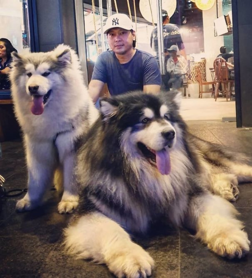 20 fotos de la encantadora Malamutes de Alaska que le levante el ánimo 20 fotos de la encantadora Malamutes de Alaska que le levante el ánimo
