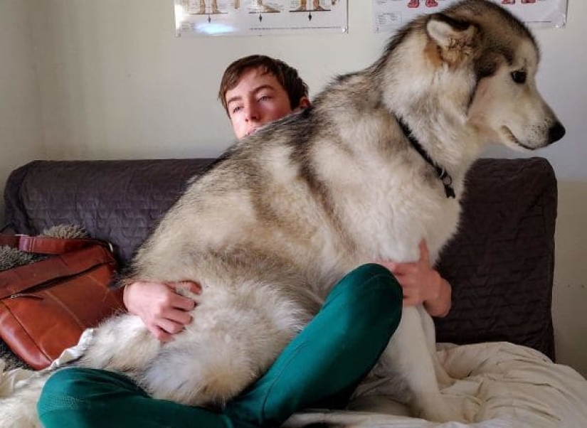 20 fotos de la encantadora Malamutes de Alaska que le levante el ánimo 20 fotos de la encantadora Malamutes de Alaska que le levante el ánimo