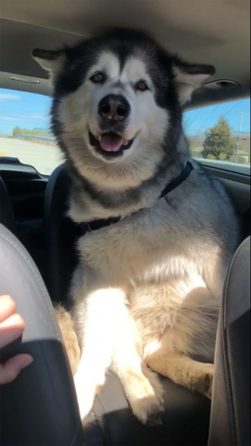 20 fotos de la encantadora Malamutes de Alaska que le levante el ánimo 20 fotos de la encantadora Malamutes de Alaska que le levante el ánimo