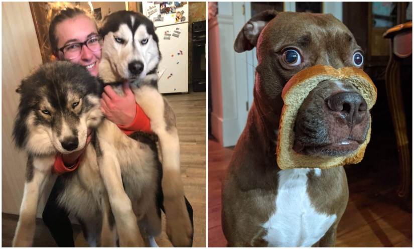 20 + fotos divertidas de perros con los que algo claramente salió mal