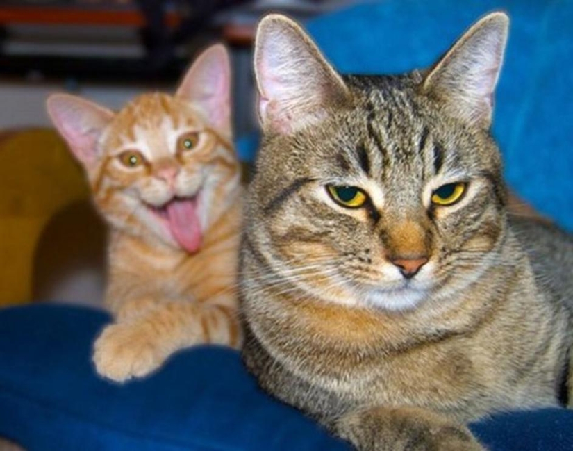20+ fotos que son interesantes sólo porque a los gatos
