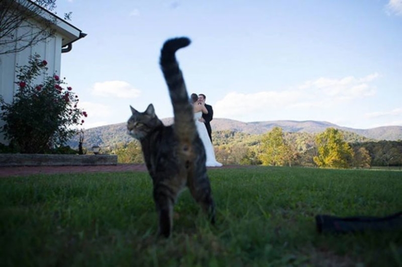 20+ fotos que son interesantes sólo porque a los gatos
