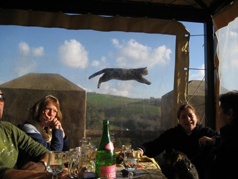 20+ fotos que son interesantes sólo porque a los gatos