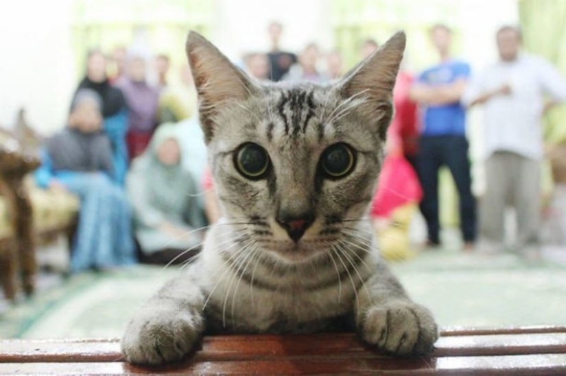 20+ fotos que son interesantes sólo porque a los gatos