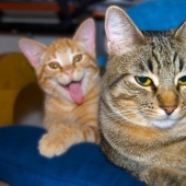 20+ fotos que son interesantes sólo porque a los gatos