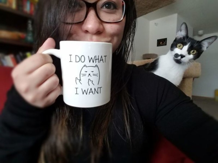 20+ fotos que son interesantes sólo porque a los gatos