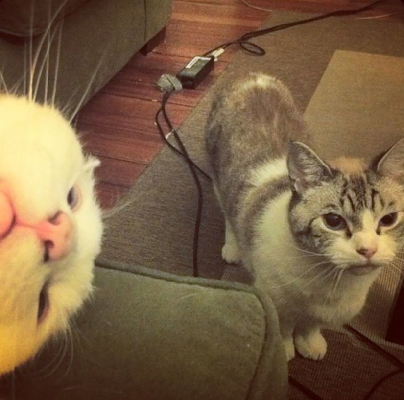 20+ fotos que son interesantes sólo porque a los gatos