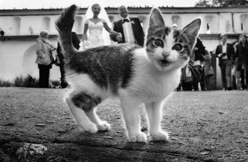 20+ fotos que son interesantes sólo porque a los gatos