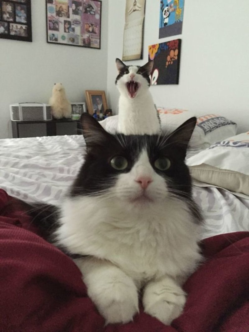 20+ fotos que son interesantes sólo porque a los gatos