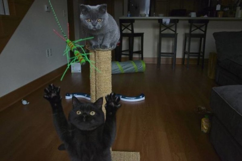 20+ fotos que son interesantes sólo porque a los gatos