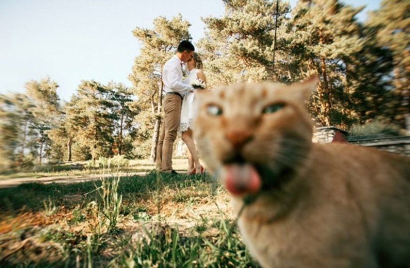 20+ fotos que son interesantes sólo porque a los gatos