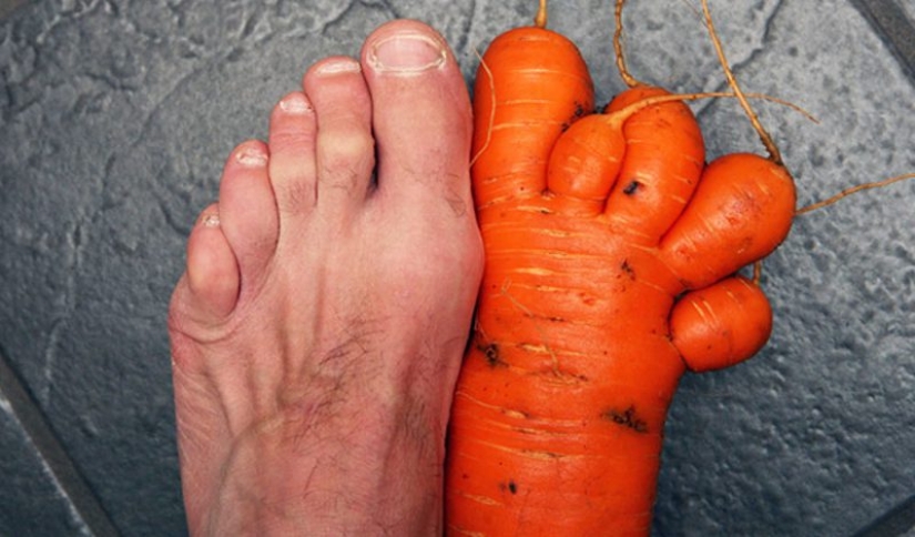 20 fruits and vegetables that forgot they're plants 20 fruits and vegetables that forgot they're plants