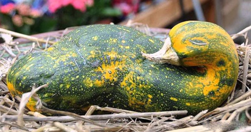 20 fruits and vegetables that forgot they're plants 20 fruits and vegetables that forgot they're plants