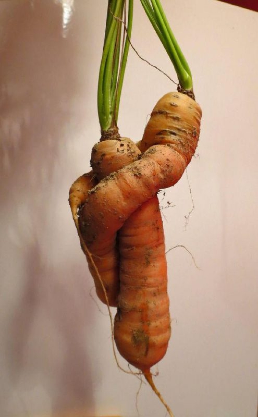 20 fruits and vegetables that forgot they're plants 20 fruits and vegetables that forgot they're plants