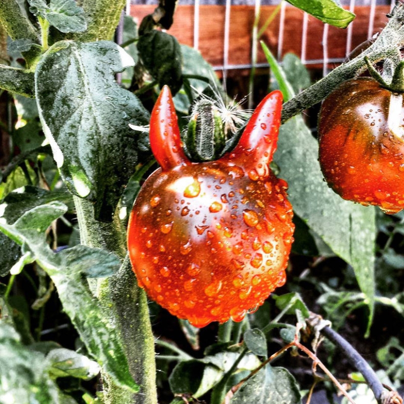 20 fruits and vegetables that forgot they're plants 20 fruits and vegetables that forgot they're plants