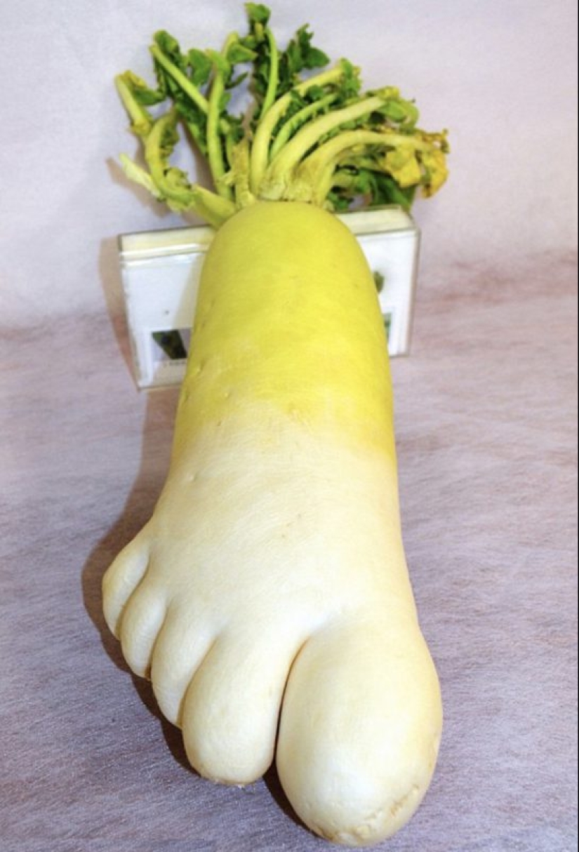 20 fruits and vegetables that forgot they're plants 20 fruits and vegetables that forgot they're plants