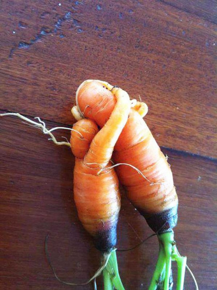 20 fruits and vegetables that forgot they're plants 20 fruits and vegetables that forgot they're plants