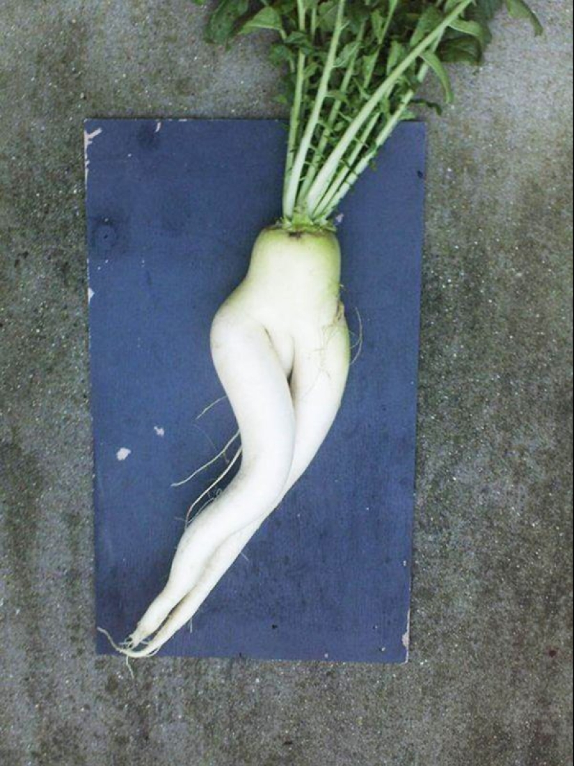20 fruits and vegetables that forgot they're plants 20 fruits and vegetables that forgot they're plants