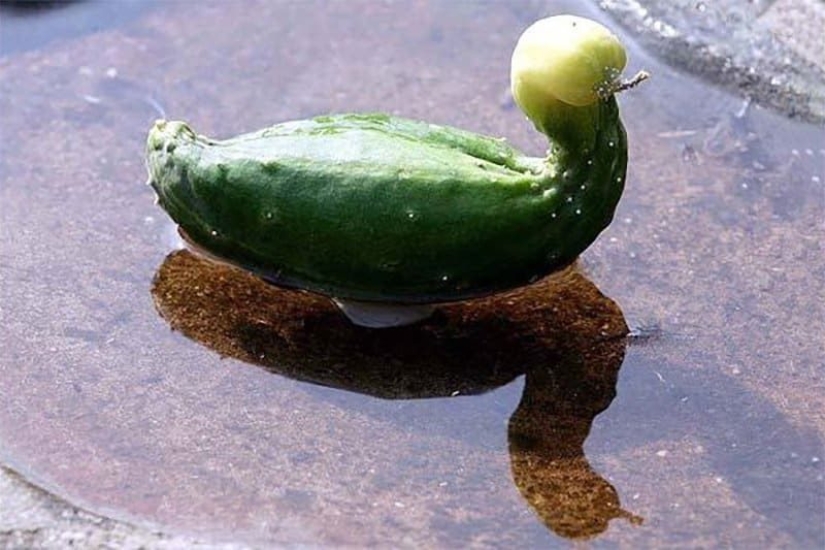 20 fruits and vegetables that forgot they're plants 20 fruits and vegetables that forgot they're plants
