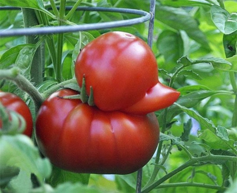 20 fruits and vegetables that forgot they're plants 20 fruits and vegetables that forgot they're plants