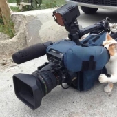 20 funny hardworking cats who were looking forward to the weekend 20 funny hardworking cats who were looking forward to the weekend
