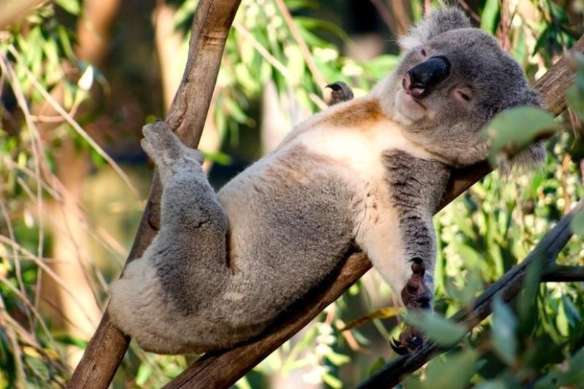 20 funny little animals who think they are very sexy