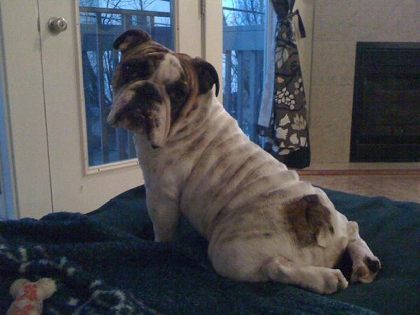 20 funny little animals who think they are very sexy