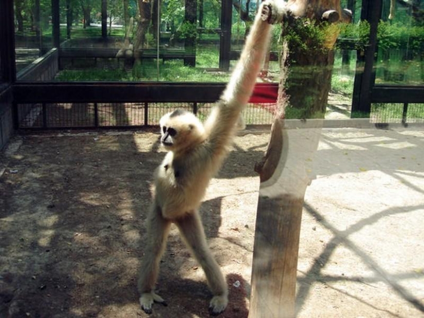 20 funny little animals who think they are very sexy