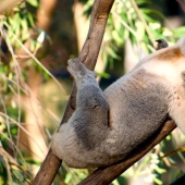 20 funny little animals who think they are very sexy 20 funny little animals who think they are very sexy