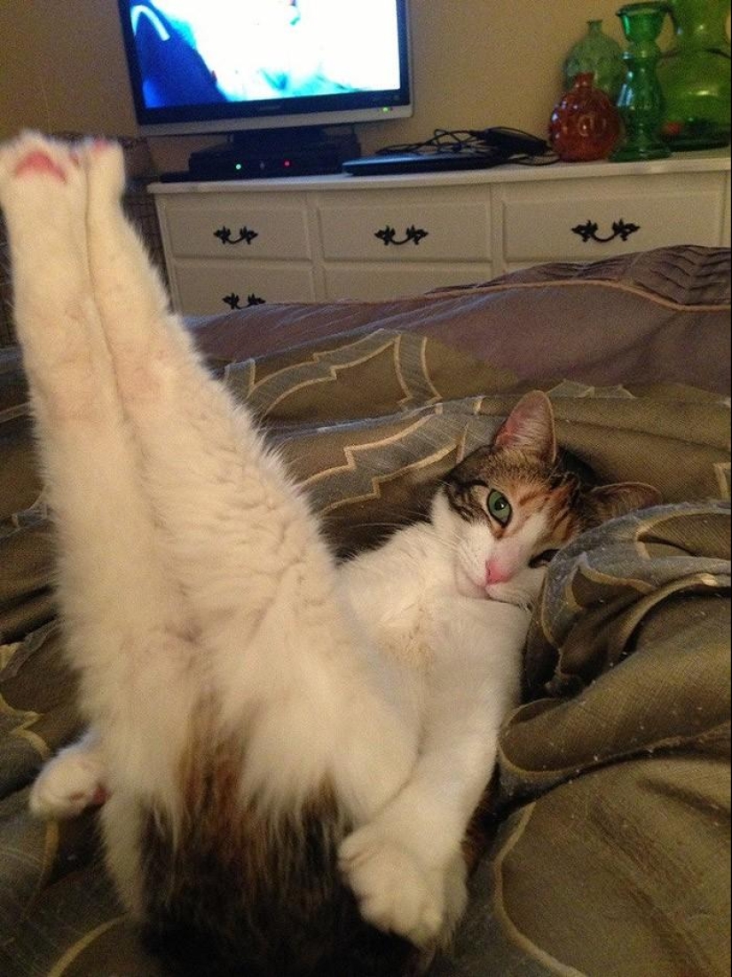 20 funny little animals who think they are very sexy