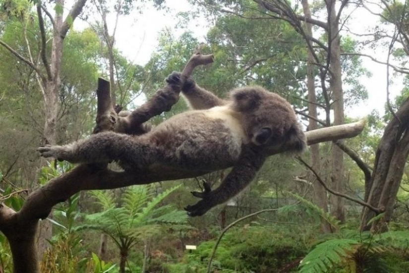20 funny little animals who think they are very sexy