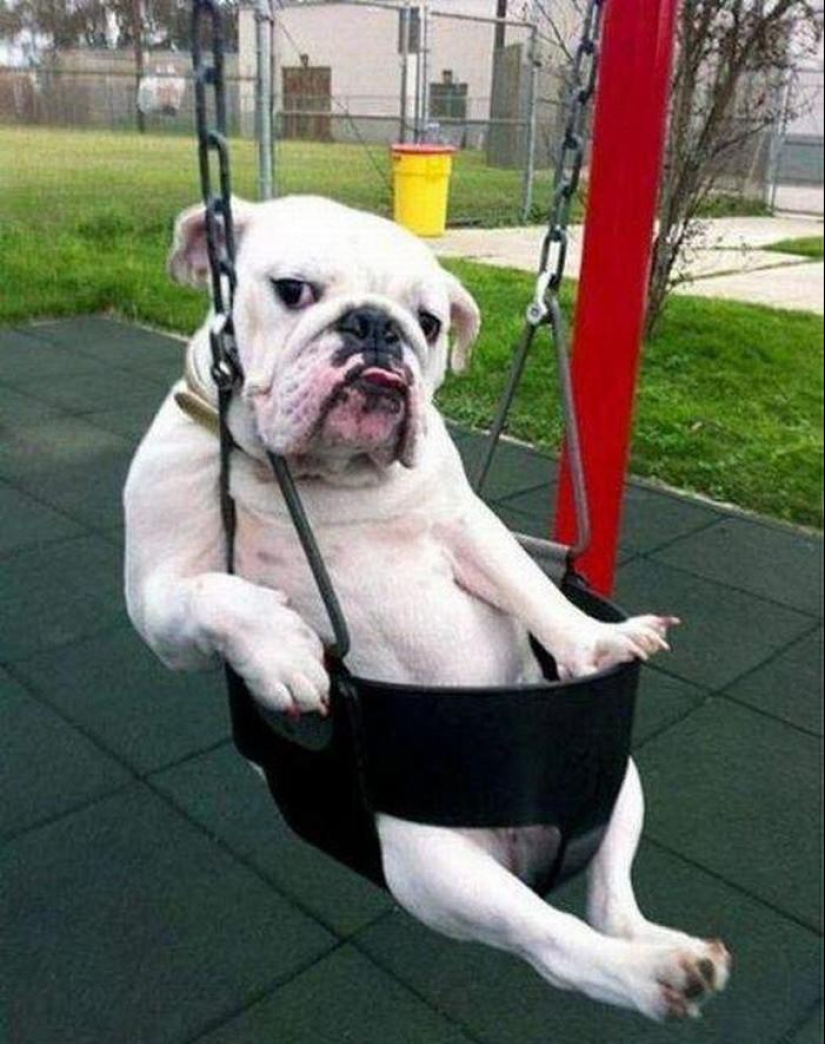 20 funny little animals who think they are very sexy
