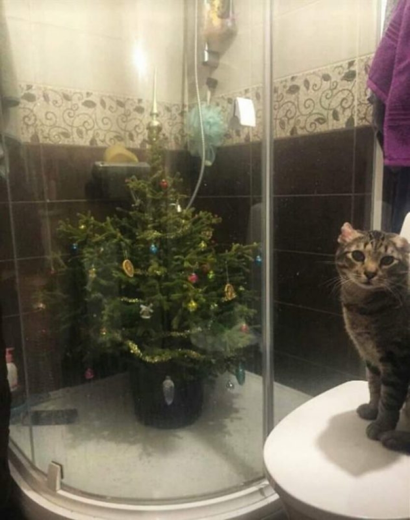 20 funny photos of cats that will make you laugh