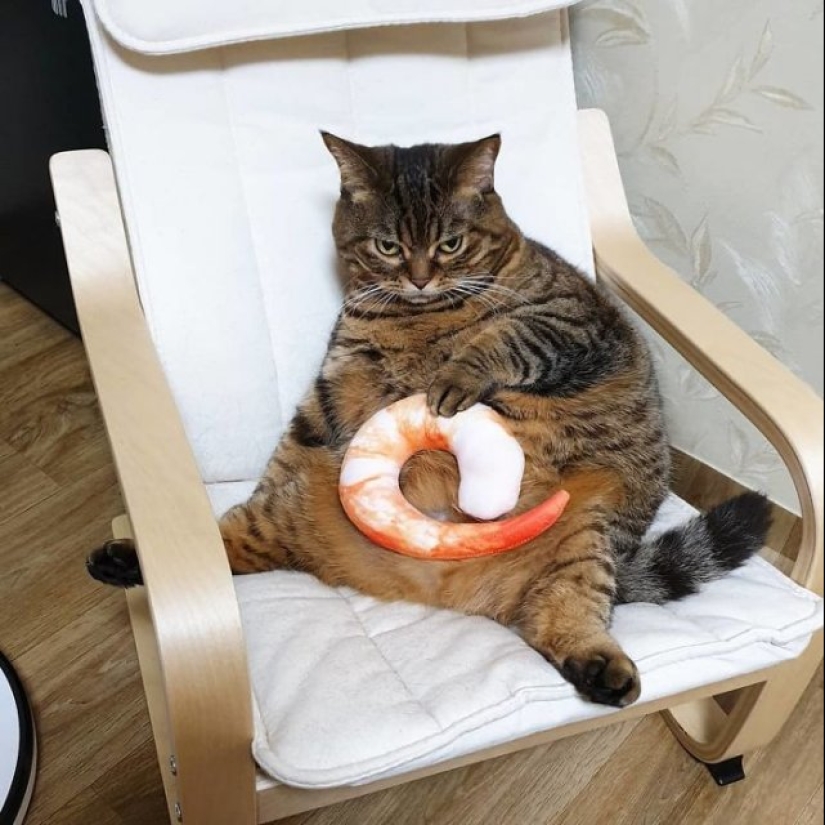 20 funny photos of cats that will make you laugh