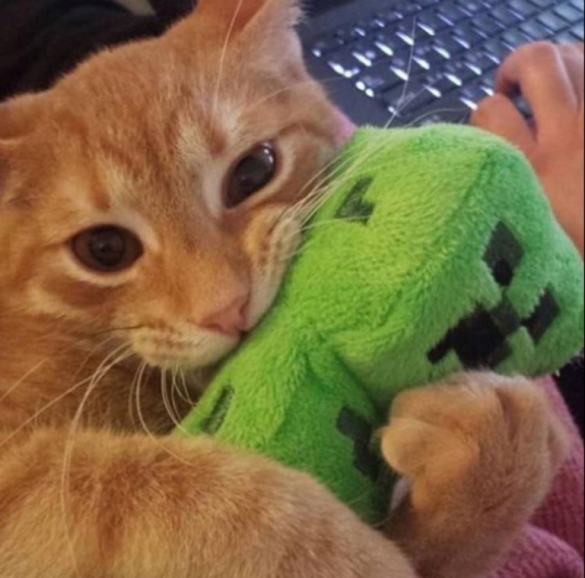 20 funny photos of cats that will make you laugh