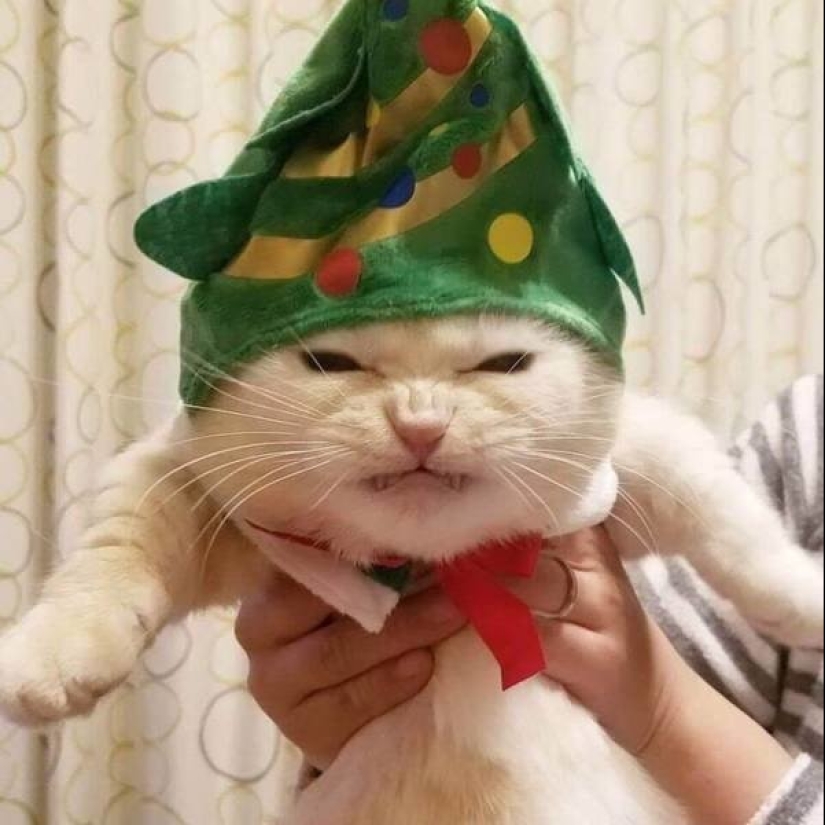 20 funny photos of cats that will make you laugh