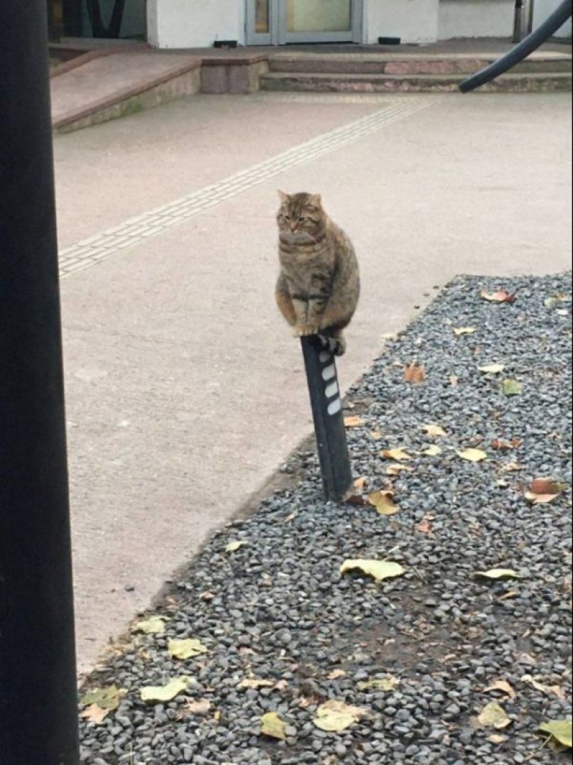 20 funny photos of cats that will make you laugh