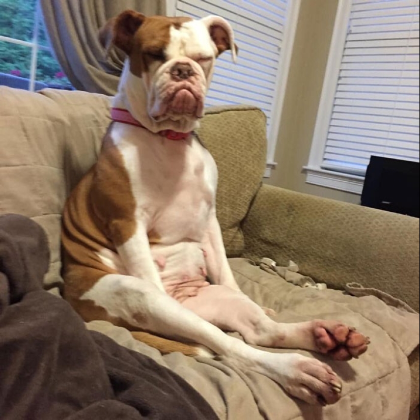 20 + funny photos of dogs with which something clearly went wrong