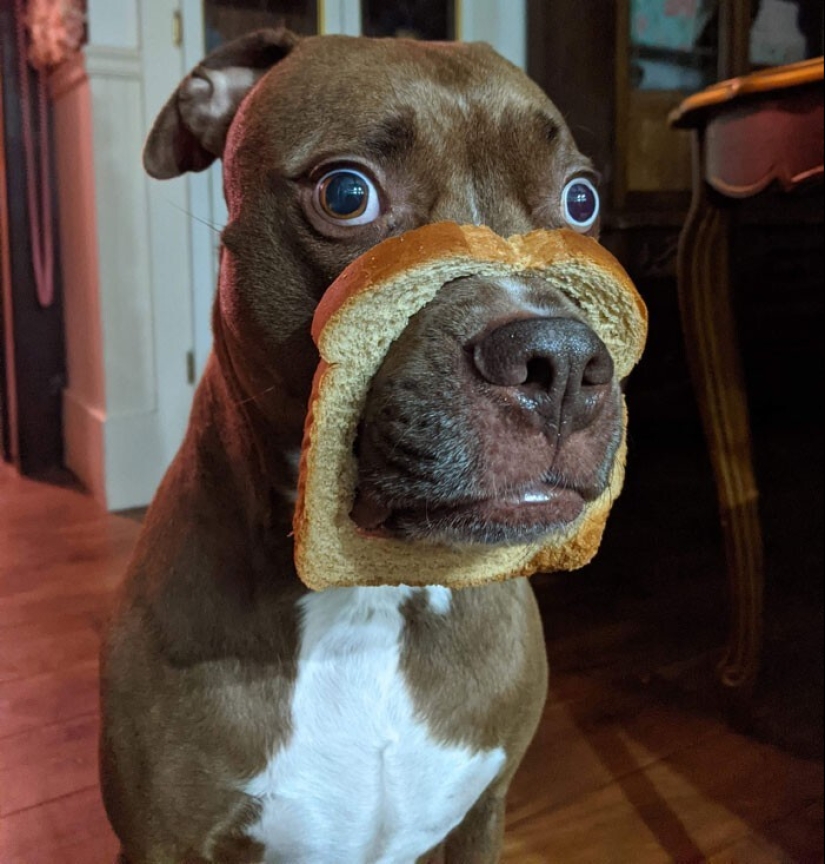 20 + funny photos of dogs with which something clearly went wrong